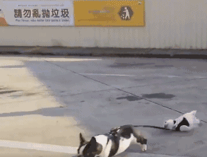 狗爸带儿子散步,拖着儿子一路狂奔,网友:确认过眼神,不是亲生