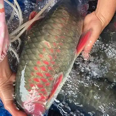 广东河源军鱼价格行情走势 - 一亩田