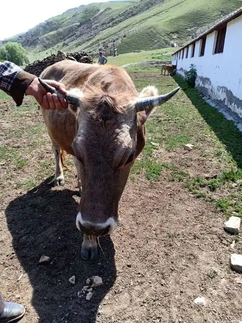 哈萨克大尾羊 尼勒克县