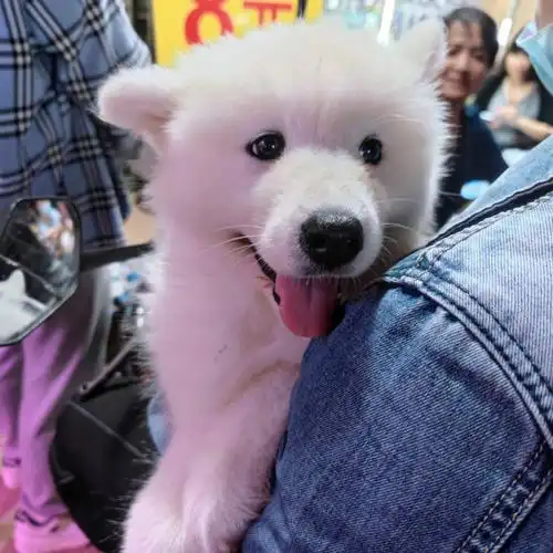 小奶狗是坠可爱的