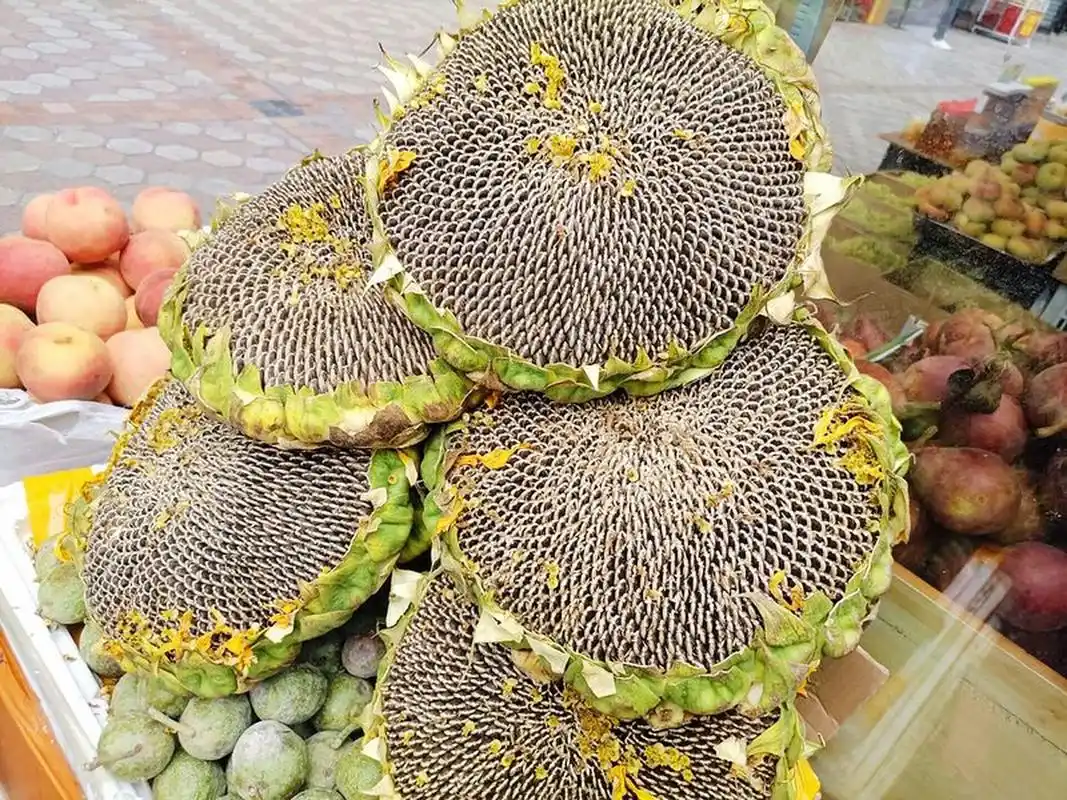 向日葵见过吗? 它成熟了就是葵花籽了, 就是我们吃的瓜子了!