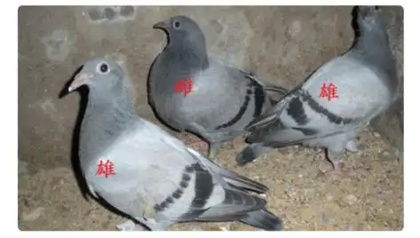 鸽子的公母怎么辨别?