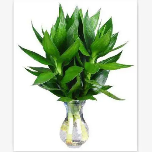 批发富贵竹 好运竹子水培植物花卉室内盆栽绿植水养植物美化空间