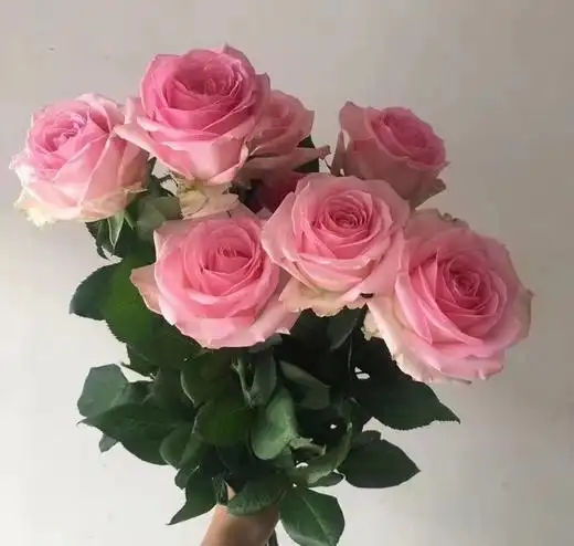 玫瑰桃红雪山纯洁高贵天真的象征