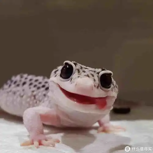 爱上亨利家的守宫宠物,养爬宠的一些经验和感想碎碎念_宠物用品_什么