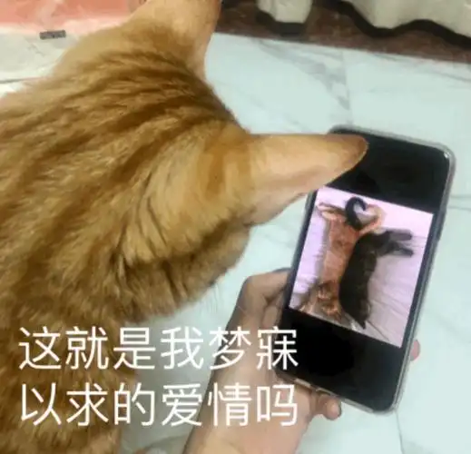 这就是我梦寐以求的爱情吗(猫咪表情包)_猫咪_梦寐以求_爱情_就是表情