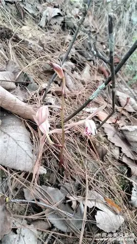 无叶兰-兰市行情-中国兰花交易网社区