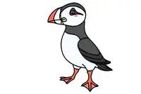 白头海雕简笔画