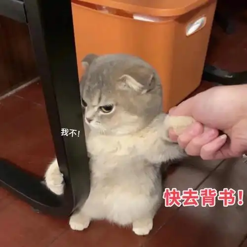 大学生  #背书  #学习日常  #期末考试周 #表情包  #猫咪表情包