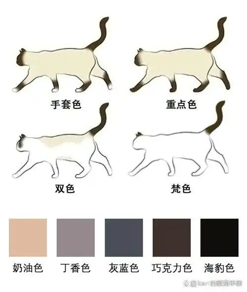 随着年龄的增长,布偶猫的毛色会变深,但深色和浅色