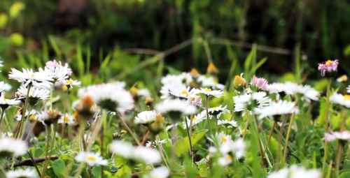 春天森林中野花漫山遍野高清实拍视频素材
