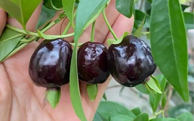 楼上种的巴西樱桃成熟啦!_哔哩哔哩_bilibili