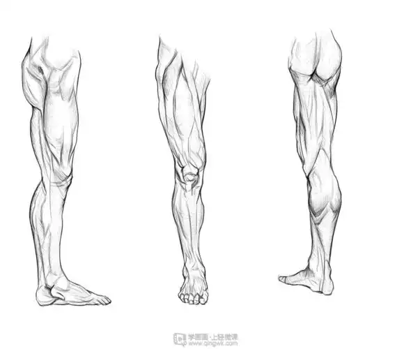 临摹腿—腿部人体肌肉结构入门训练