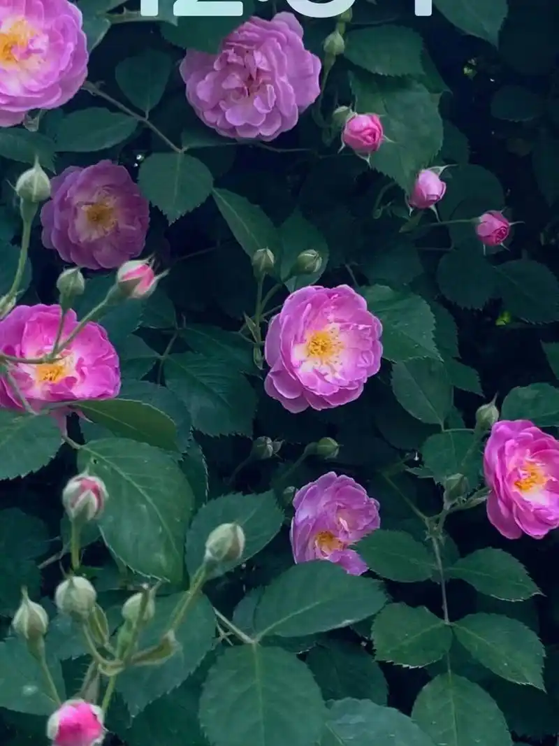 看了能让我静下来的手机壁纸 这个手机锁屏壁纸用了快两年了,自己手机