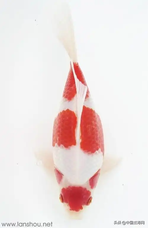 日本金鱼介绍之玉鲭