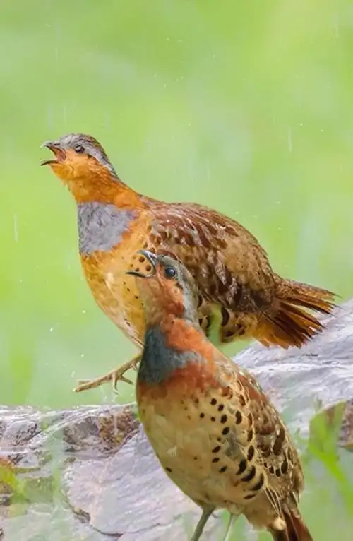 原来竹鸡还有这么多种叫声?你知道各种叫声含义吗?