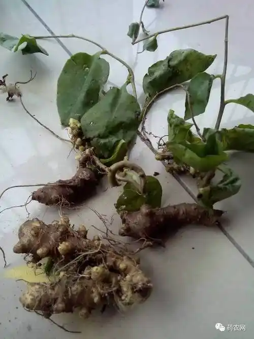 教你鉴别药材三七市面常见的混乱品种