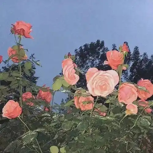 高级感朋友圈背景图