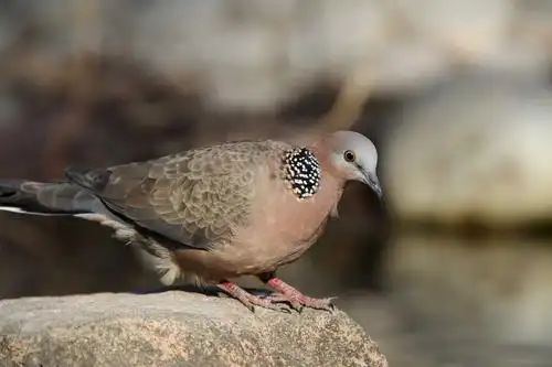 虎滩的珠颈斑鸠