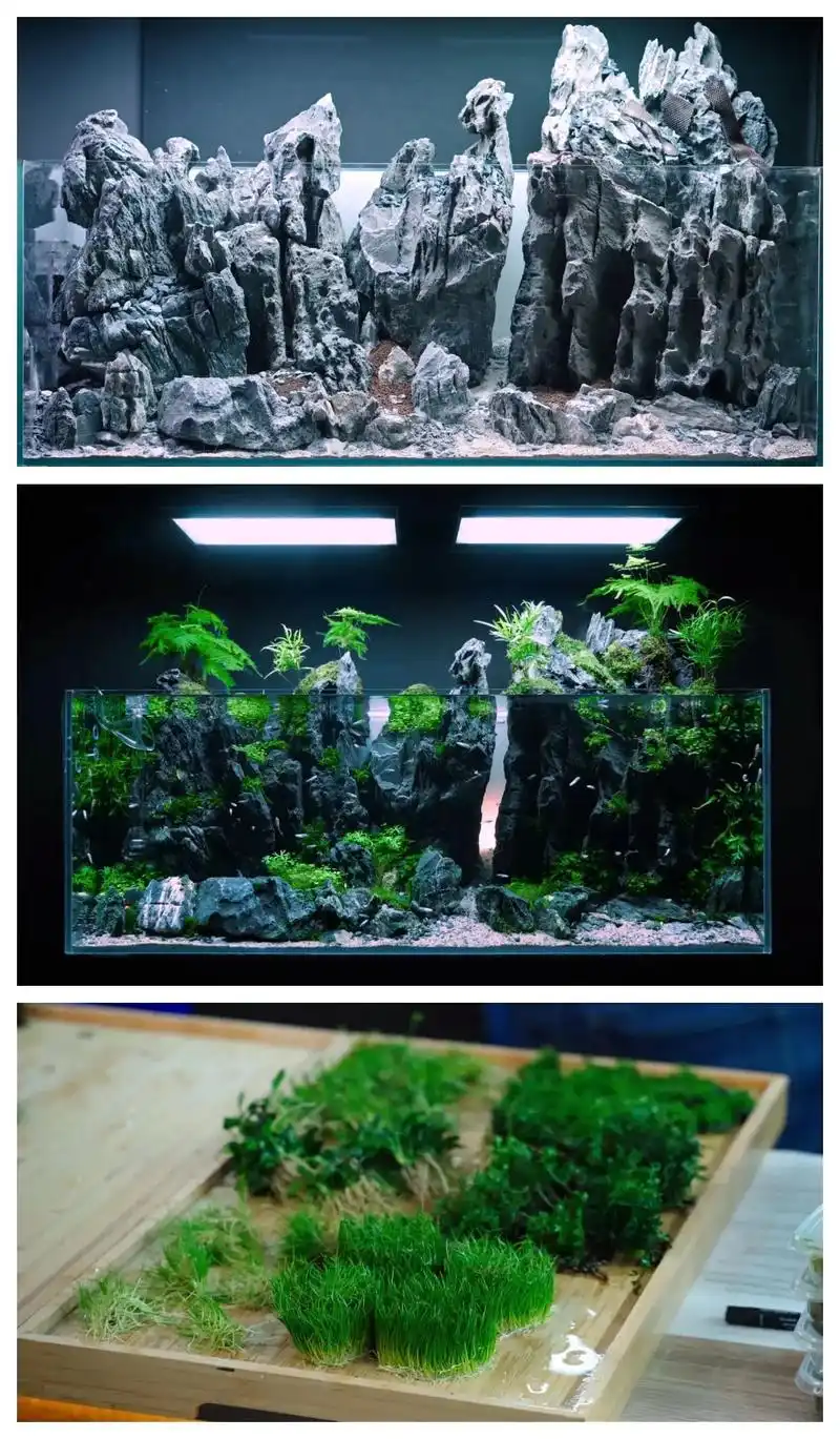 水草缸[超大青龙石]造景过程.缸体:120x50x50cm  - 抖音