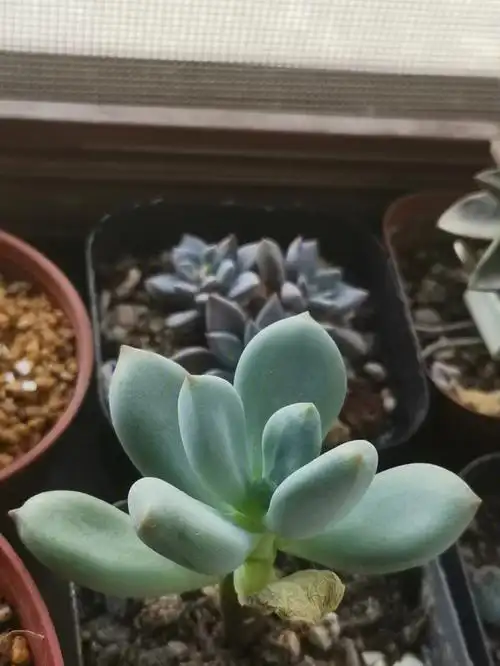 多肉故事2青星美人的逆袭