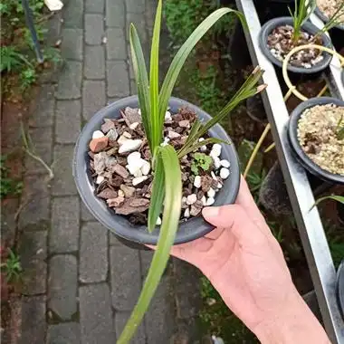 **蕙兰赌草,没分过