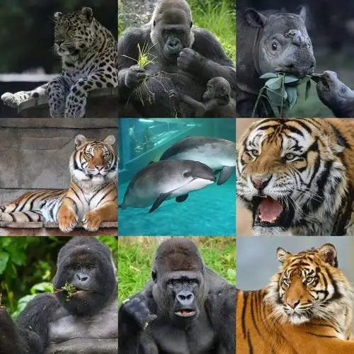 世界一级保护动物