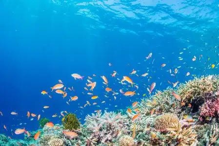 在珊瑚礁里游水的鱼儿照片