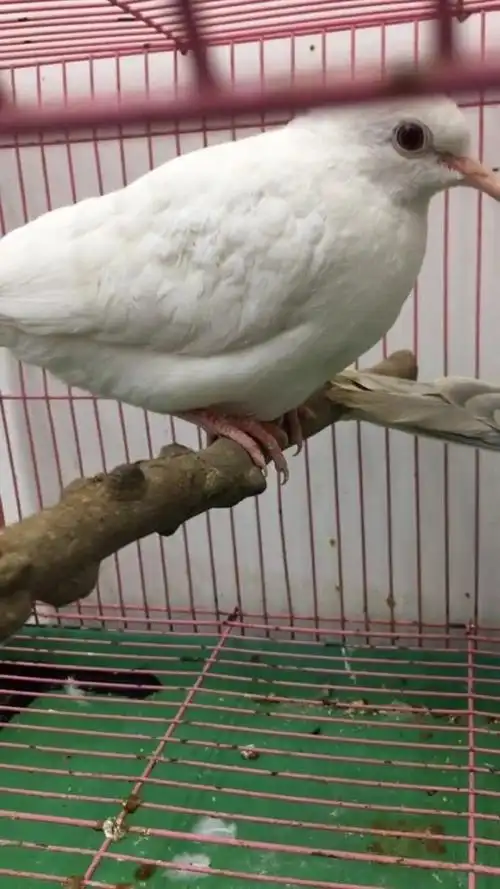 白色的斑鸠,头小颈细,嘴狭短而弱,翅膀狭长