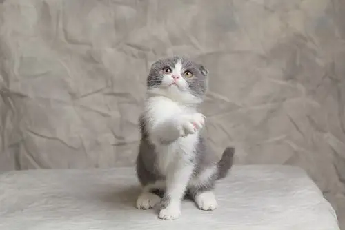 超级新品 苏格兰折耳猫幼猫 猫咪 幼崽 纯种英短折耳猫