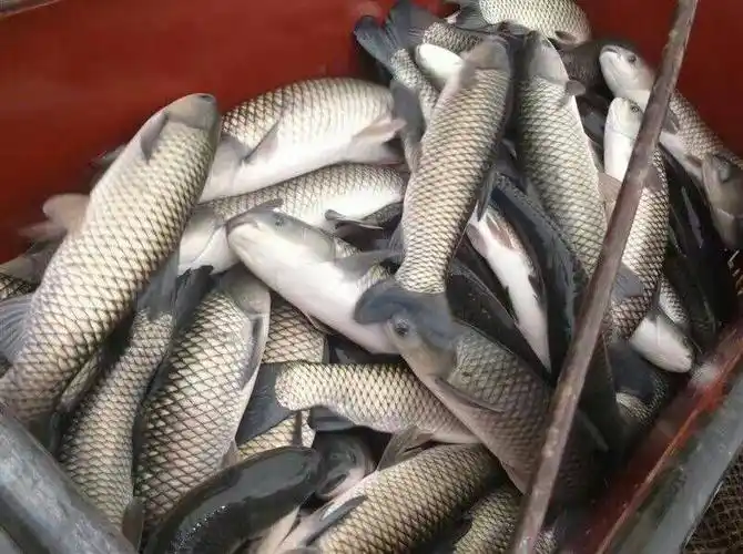 [草鱼批发]草鱼 人工养殖价格6.5元/斤 - 惠农网