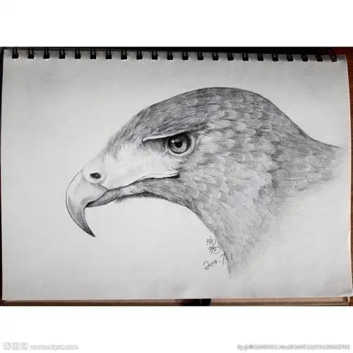 老鹰头部素描特写图片