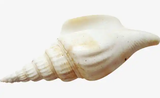 白色海螺