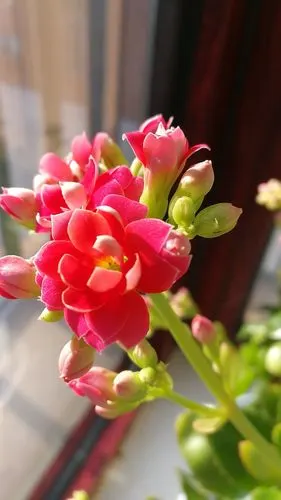 冬日暖阳送吉祥～长寿花开保安康!