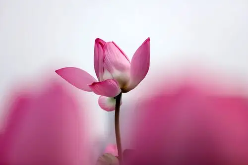 荷花一 - 自然类-摄影大赛2016 - 国家地理中文网