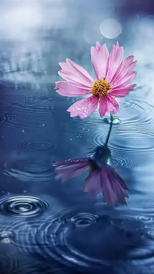 唯美意境,植物,唯美意境,文艺,蓝色花朵,植物,手机壁纸唯美意境蓝色花