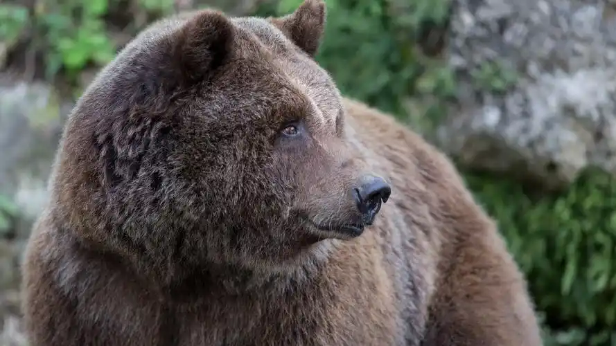 壁纸 熊回头看 1920x1200 hd 高清壁纸, 图片, 照片