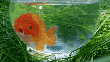 384_216gif 动态图 动图