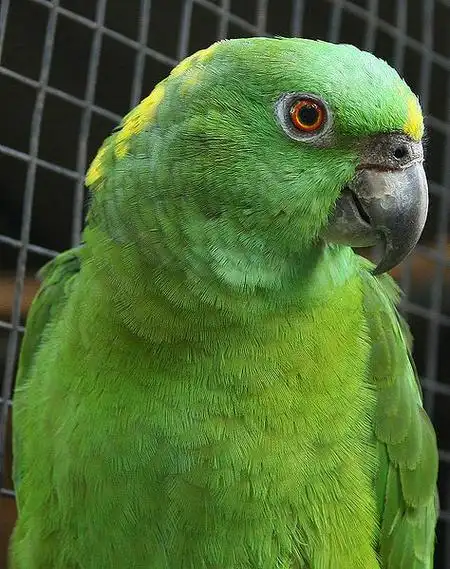 p>黄颈亚马逊鹦鹉(学名:amazona auropalliata)是典型的 a href="#"