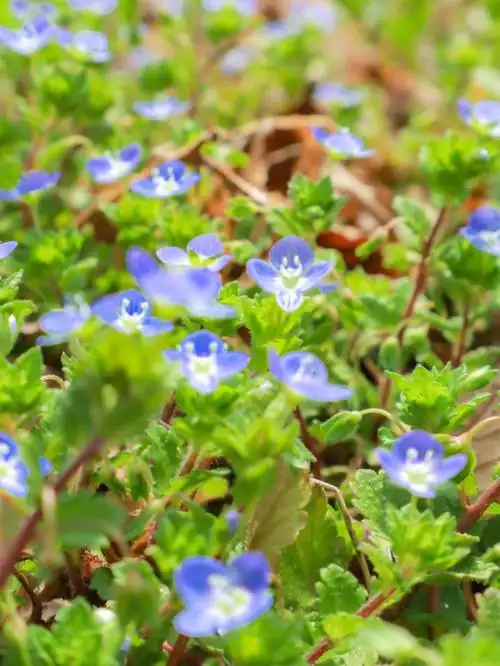 一花一语Ⅰ阿拉伯婆婆纳