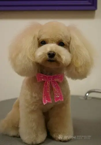 有谁有各种各样的泰迪花样修剪的造型啊?