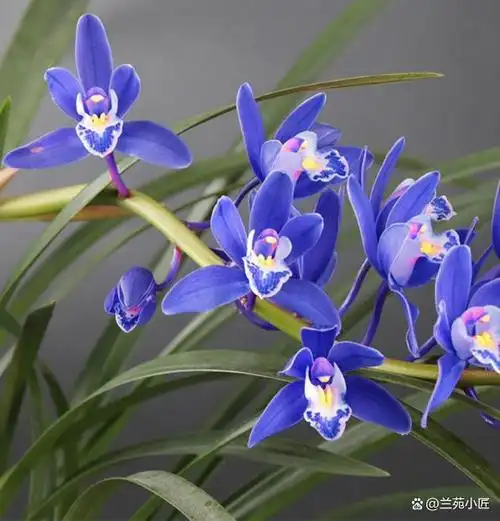 云南兰展上"最火爆"的兰花,通体宝蓝,遇见别手软,一定要多入