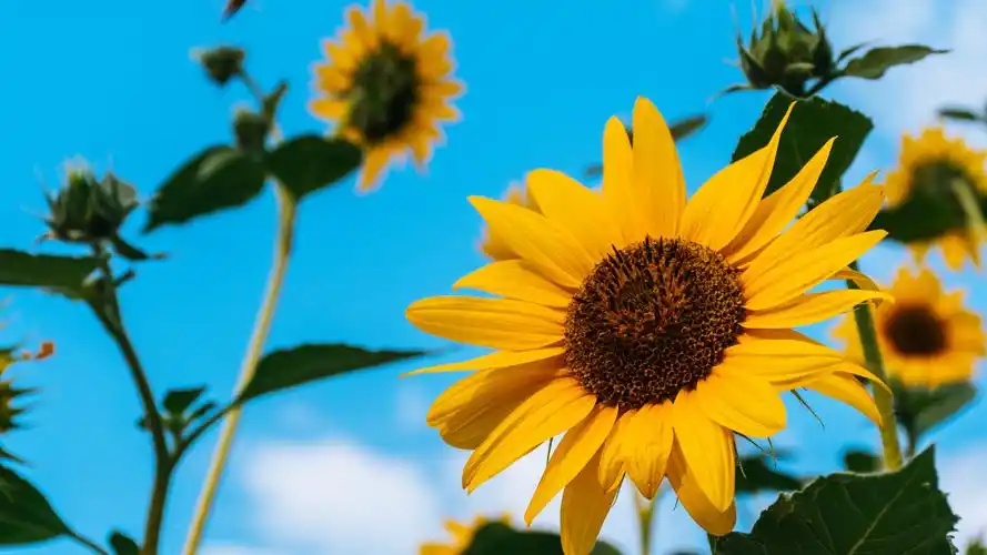 壁纸 向日葵,黄色花瓣,蓝色的天空,夏天 5120x2880 uhd 5k 高清壁纸
