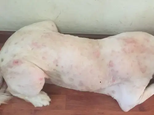 狗狗得皮肤病了 很严重 是什么病啊 喷什么药 怎么引起的