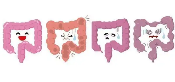 小分子肽对肠道便秘的作用