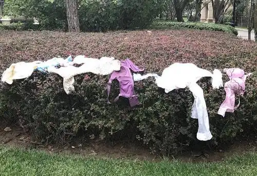 有人竟然在公共区域的绿植上晒出了—— 女士内衣.