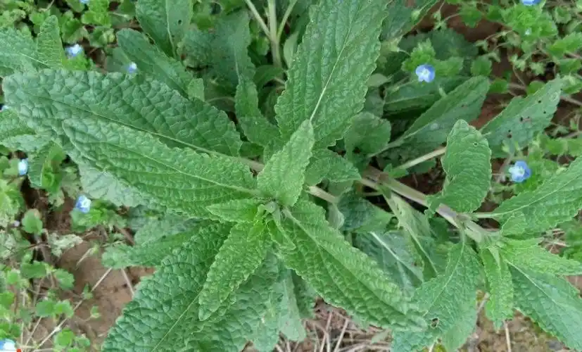 雪见草的别名叫什么