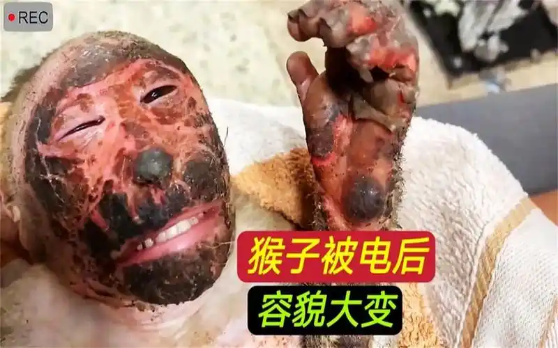可怜的猴哥,被电后容貌大变样,全身被烧焦#猴子#动物世界