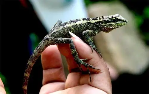 青山丽纹攀蜥丽纹龙