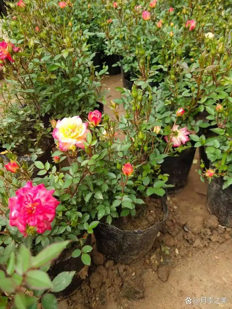 名称:婴儿假面舞会baby masquerade 别名:小五彩 出产国家:germany